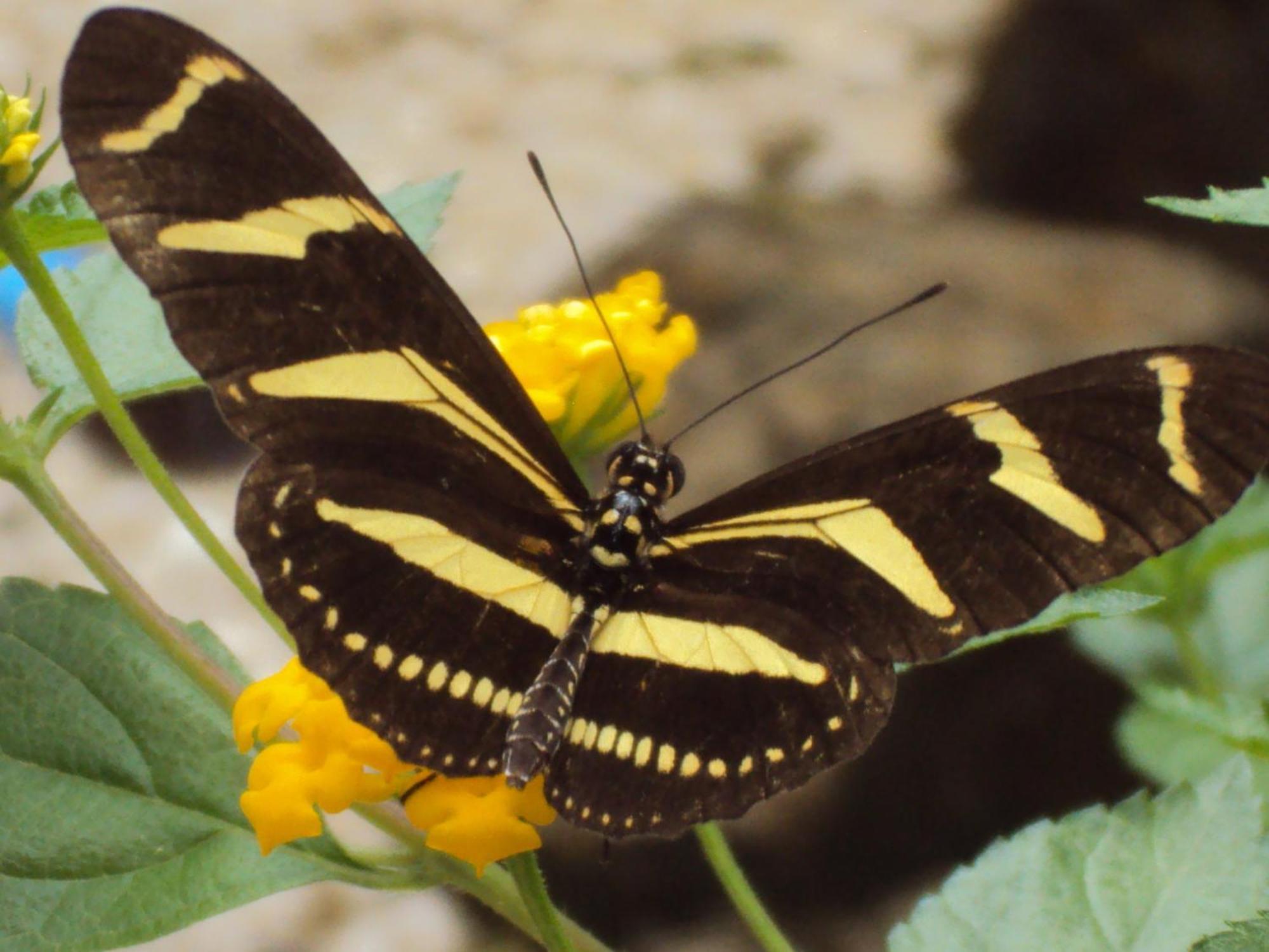 Vocare Finca Agroecologica Упала Экстерьер фото