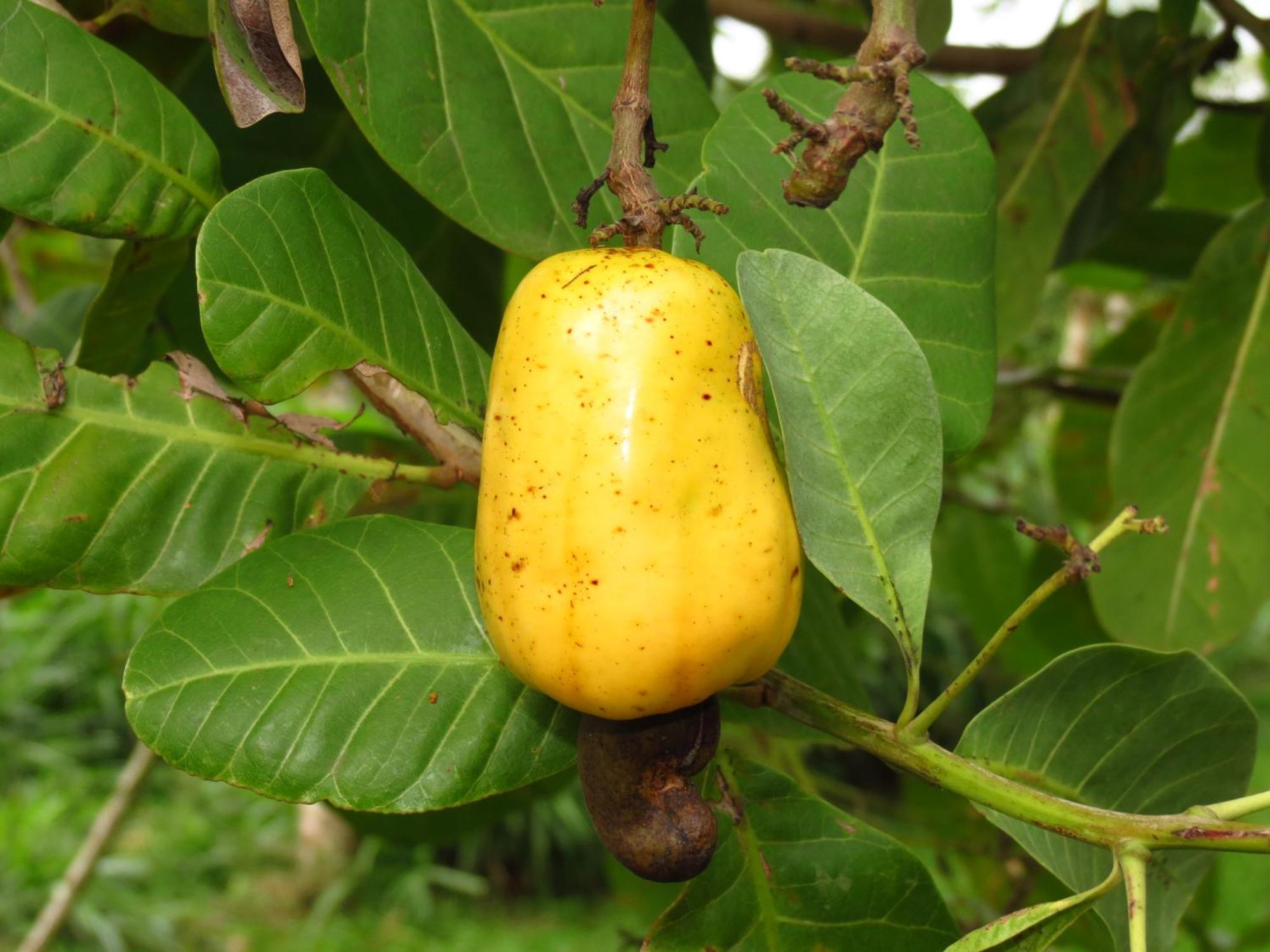 Vocare Finca Agroecologica Упала Экстерьер фото